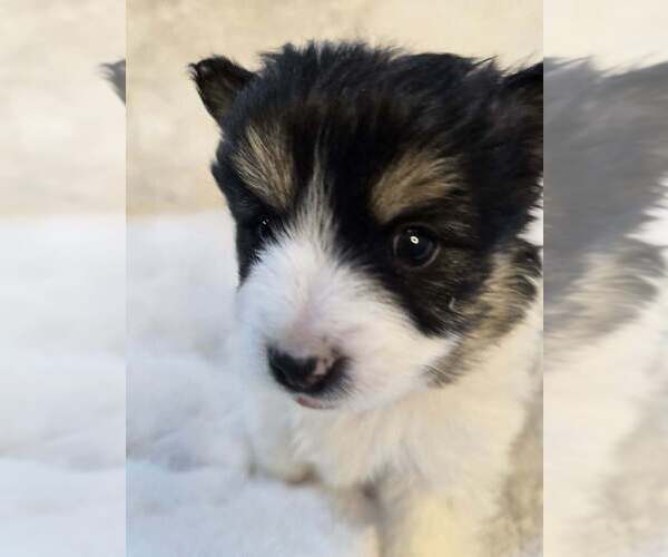 Medium Photo #1 Pomsky Puppy For Sale in VERNAL, UT, USA