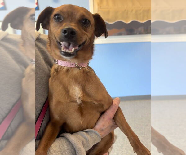 Medium Photo #2 Chipin Puppy For Sale in Greenbelt, MD, USA