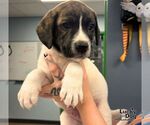 Small #1 Labrador Retriever Mix