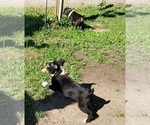 Small Photo #4 Boston Terrier Puppy For Sale in WARWICK, RI, USA