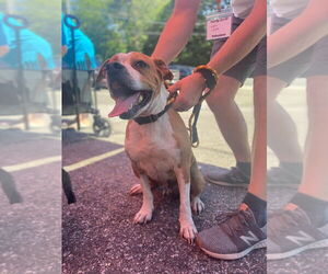 Spanky (SC) - Male Boxer-Unknown Mix Dog for Adoption - Photo #4