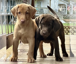 Labrador Retriever Puppy for Sale in ASHEVILLE, North Carolina USA