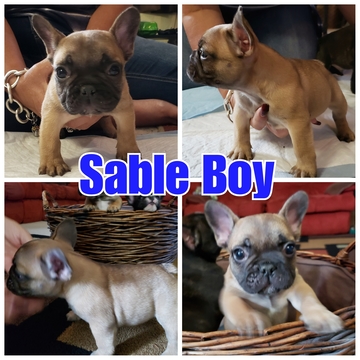 Medium Photo #5 French Bulldog Puppy For Sale in MANTECA, CA, USA