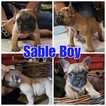 Small Photo #5 French Bulldog Puppy For Sale in MANTECA, CA, USA
