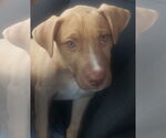 Small #2 Labrador Retriever Mix
