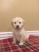 Small Photo #2 English Cream Golden Retriever Puppy For Sale in BROOK PARK, PA, USA