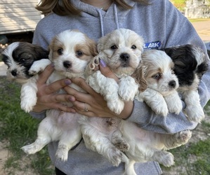 Cavachon-Shih Tzu Mix Puppy for Sale in CASHTON, Wisconsin USA