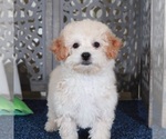 Small #2 Poochon