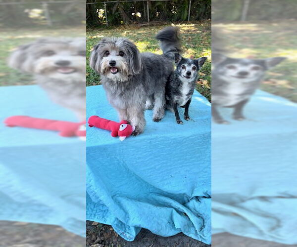 Medium Photo #2 Maltese Puppy For Sale in Weston, FL, USA