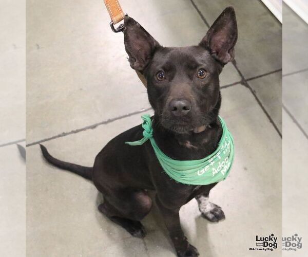 Medium Photo #3 Labrador Retriever-Unknown Mix Puppy For Sale in Washington, DC, USA