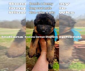 Medium German Shepherd Dog