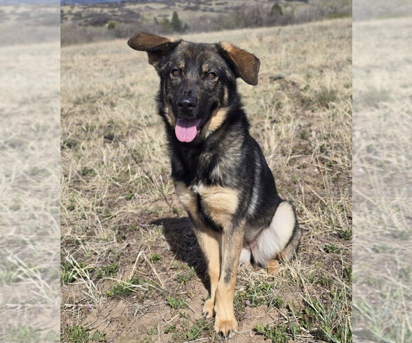 Medium Photo #4 German Shepherd Dog-Unknown Mix Puppy For Sale in Lakewood, CO, USA