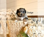 Small #2 Miniature American Shepherd