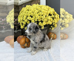 Bruno - Male Bordoodle Puppy for Sale - Photo #3