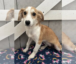 Mutt Dogs for adoption in Pacolet, SC, USA