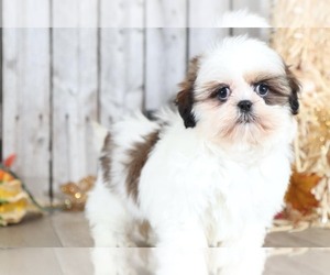 Shih Tzu Puppy for sale in MOUNT VERNON, OH, USA