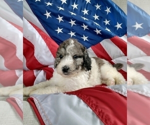 Poodle (Standard) Litter for sale in NEW YORK MILLS, MN, USA