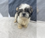 Small Photo #10 Shih Tzu Puppy For Sale in SAINT AUGUSTINE, FL, USA