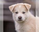 Small #1 Siberian Husky Mix