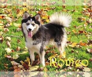 Father of the Pomsky puppies born on 03/09/2023