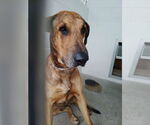Small #2 Great Dane