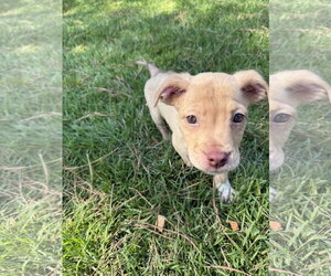 American Staffordshire Terrier-Unknown Mix Dogs for adoption in Holly Springs, NC, USA