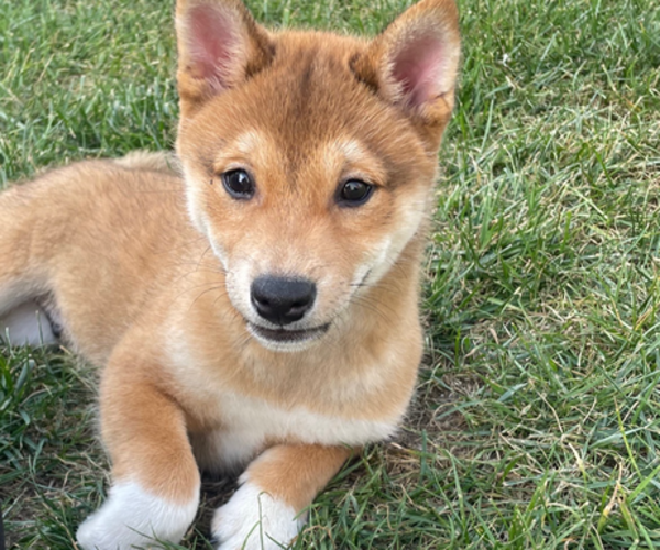 Medium Photo #1 Shiba Inu Puppy For Sale in WENTZVILLE, MO, USA