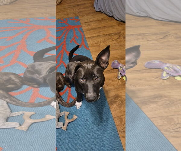 Medium Photo #1 Shollie Puppy For Sale in Bandera, TX, USA