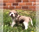 Small Photo #1 Schneagle Puppy For Sale in BURKE, SD, USA