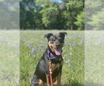 Small #4 Labrador Retriever Mix
