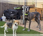 Small #2 Great Dane