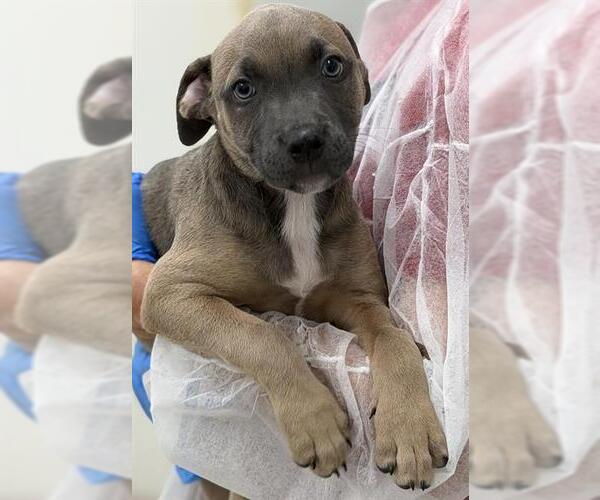 Medium Photo #1 American Staffordshire Terrier-Weimaraner Mix Puppy For Sale in Canfield, OH, USA