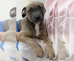 Small American Staffordshire Terrier-Weimaraner Mix
