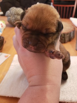 Medium Photo #1 Bullmastiff-Rottweiler Mix Puppy For Sale in MORGANTOWN, PA, USA