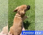 Small Photo #7 Bloodhound Puppy For Sale in FOLSOM, LA, USA