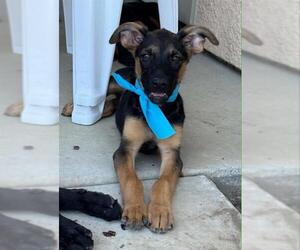 German Shepherd Dog-Unknown Mix Dogs for adoption in Visalia, CA, USA