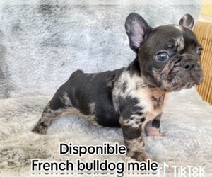 French Bulldog Puppy for sale in MORENO VALLEY, CA, USA
