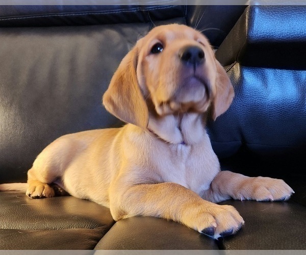 Medium Photo #65 Labrador Retriever Puppy For Sale in BUFFALO, NY, USA