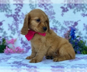 Golden Retriever Puppy for sale in LANCASTER, PA, USA