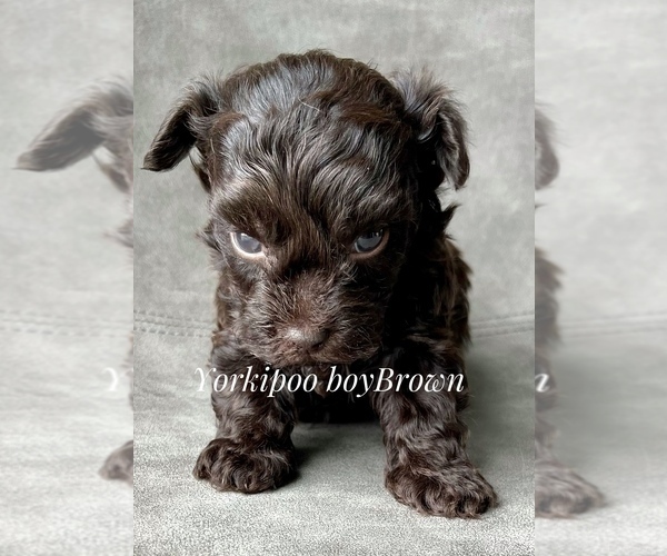 Medium Photo #7 YorkiePoo Puppy For Sale in AQUILLA, TX, USA