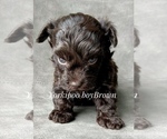 Small Photo #7 YorkiePoo Puppy For Sale in AQUILLA, TX, USA