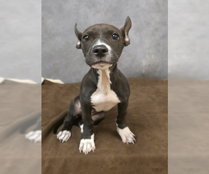 Mutt Dogs for adoption in Woodbury, NY, USA