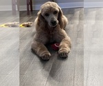 Small Photo #1 Goldendoodle Puppy For Sale in SAINT JOHNS, FL, USA