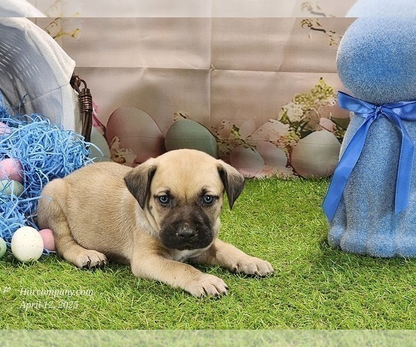Medium Photo #25 Catahoula Leopard Dog Puppy For Sale in CUMBY, TX, USA