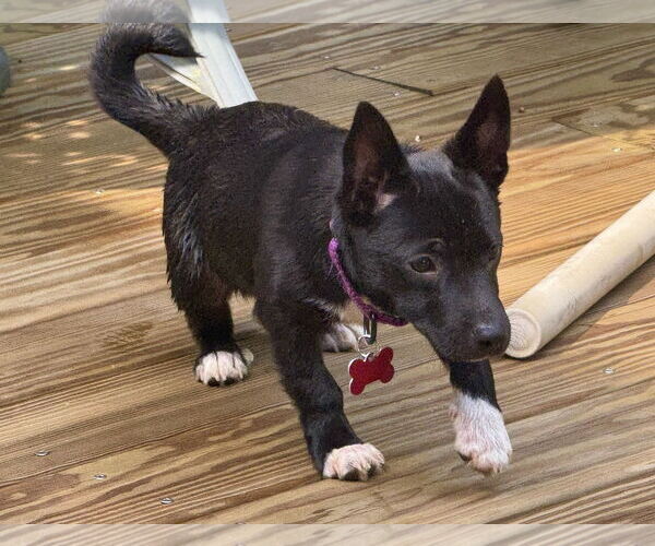 Medium Photo #8 Chihuahua-Unknown Mix Puppy For Sale in Mount Laurel, NJ, USA