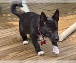 Small #7 Chihuahua Mix