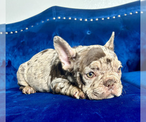 French Bulldog Puppy for sale in DENVER, CO, USA