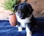 Small Photo #6 Border Sheepdog Puppy For Sale in HONEY BROOK, PA, USA