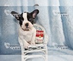 Small Photo #8 French Bulldog Puppy For Sale in SANGER, TX, USA