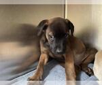 Small Labrador Retriever